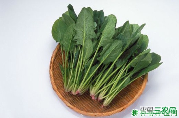 菠杂18号菠菜品种好不好？