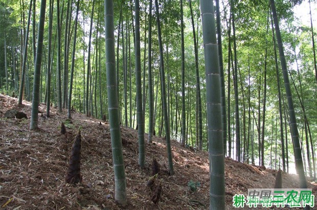 毛竹每亩种植多少株？