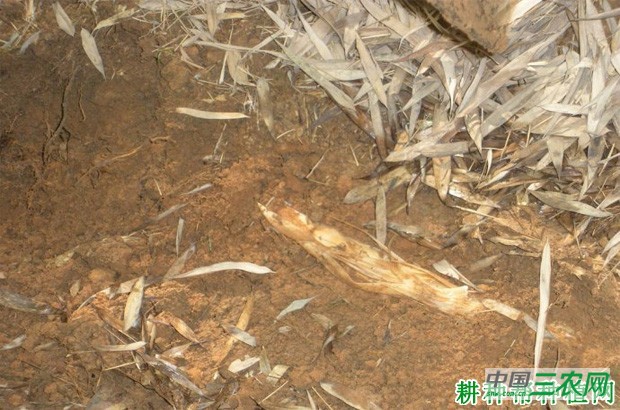 竹笋如何采收？