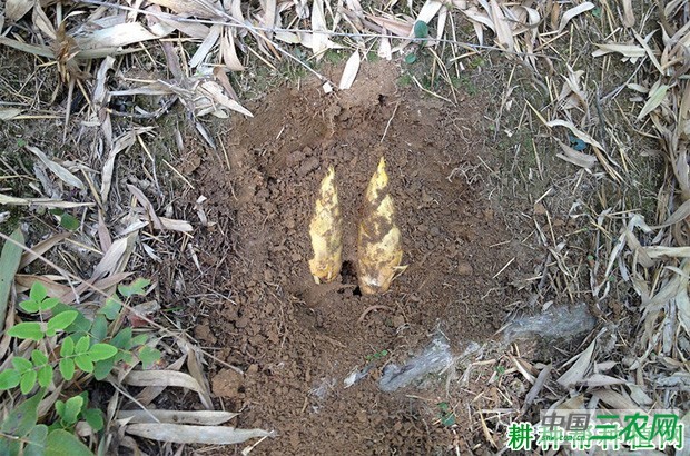 竹笋如何采收？