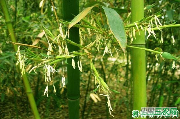 怎么预防竹子开花？