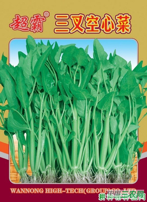 三叉空心菜品种好不好？