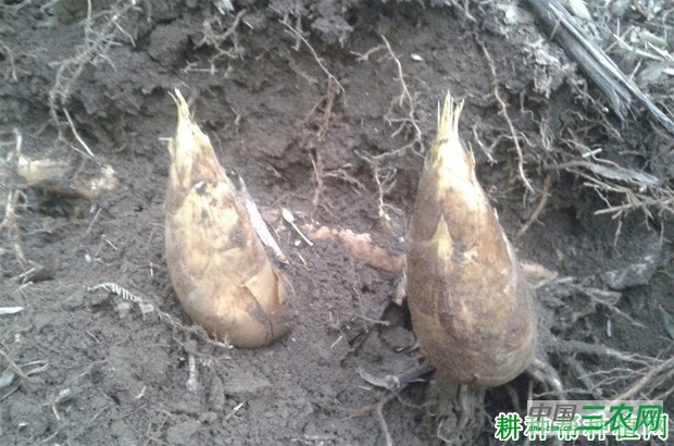 竹笋如何采收？