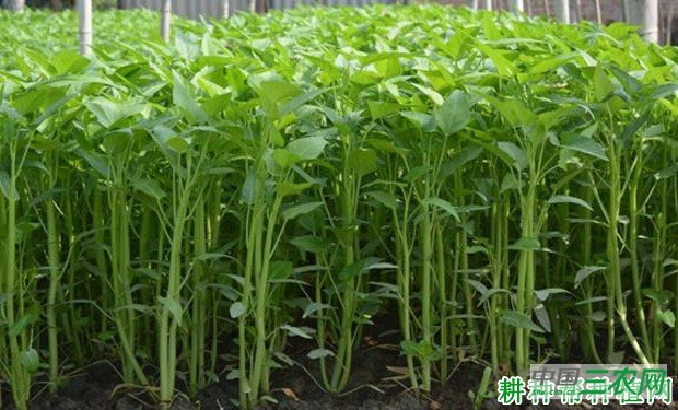 三叉空心菜品种好不好？