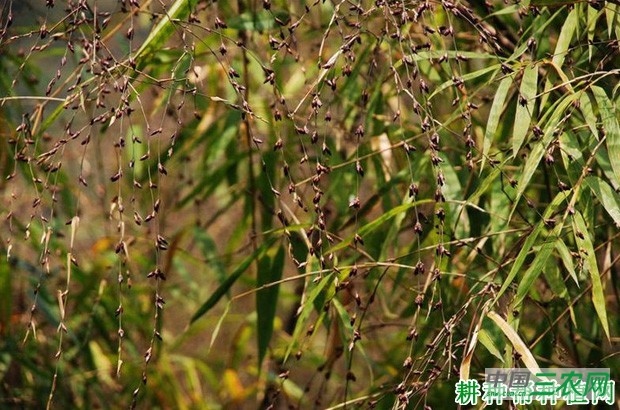 竹子开花的原因是什么？