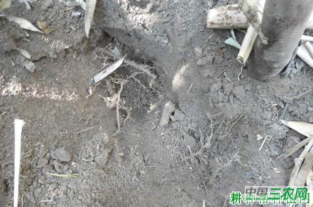 种植丛生型笋用竹如何管理？