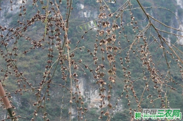 竹子开花的原因是什么？
