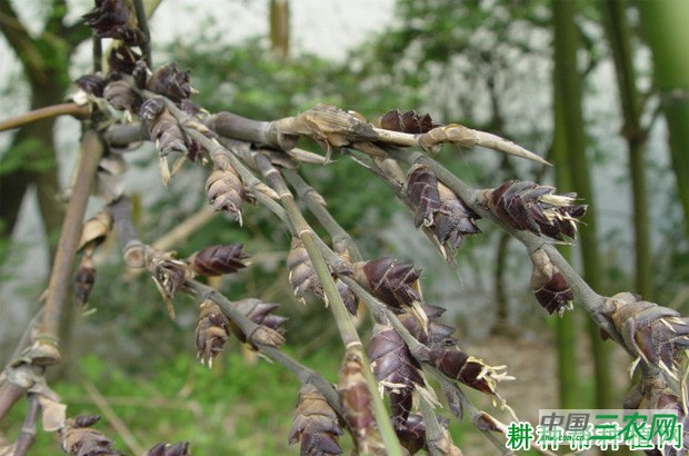 竹子开花的原因是什么？