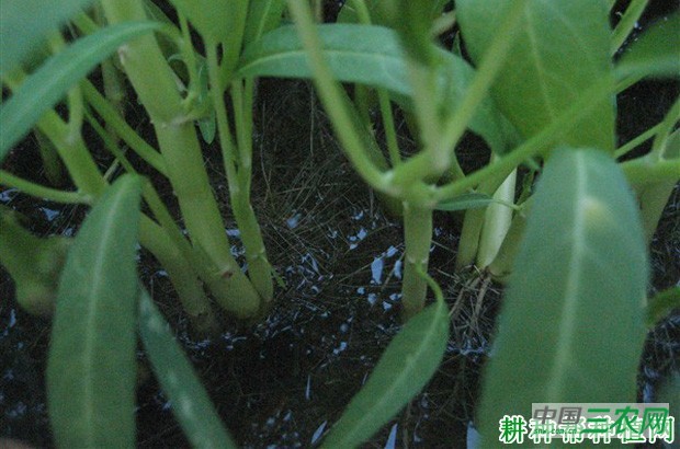 空心菜（蕹菜）品种有几种类型？