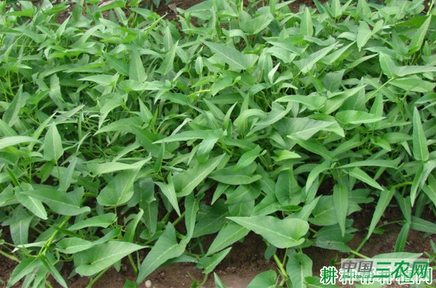 空心菜（蕹菜）品种有几种类型？