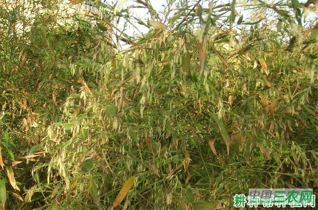 竹子开花怎么办？