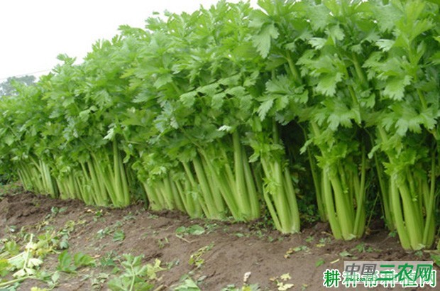 金条芹菜品种好不好？