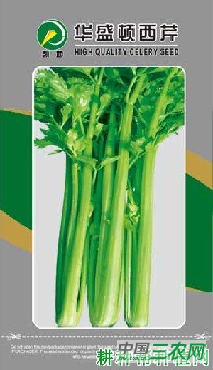 华盛顿芹菜品种好不好？