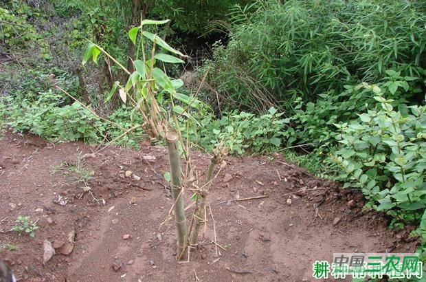 丛生型笋用竹怎么样种植？