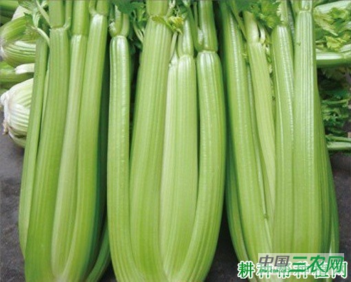 华盛顿芹菜品种好不好？