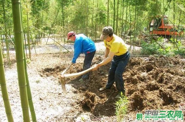 竹林退化怎么办？