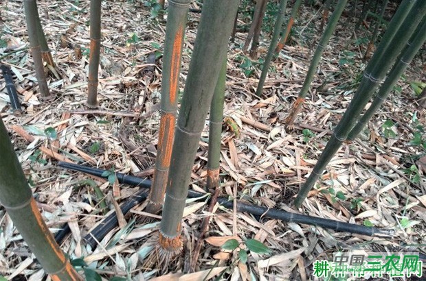 竹林退化怎么办？