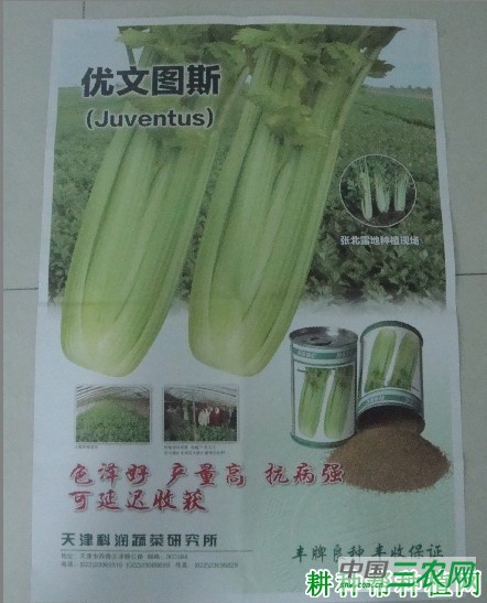 优文图斯芹菜品种好不好？