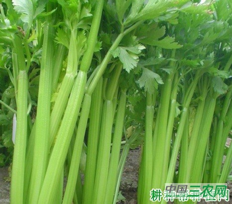 优文图斯芹菜品种好不好？