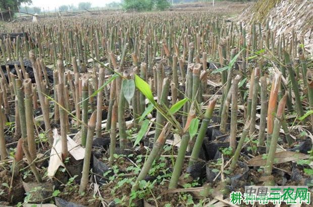 种植丛生型笋用竹怎么挑选竹苗？