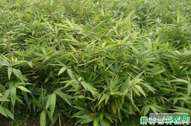 种植丛生型笋用竹怎么挑选竹苗？