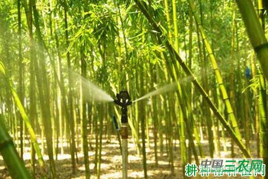 种植雷竹如何浇水？