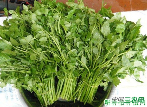 伏芹1号芹菜品种好不好？