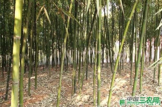 种植雷竹如何施肥？