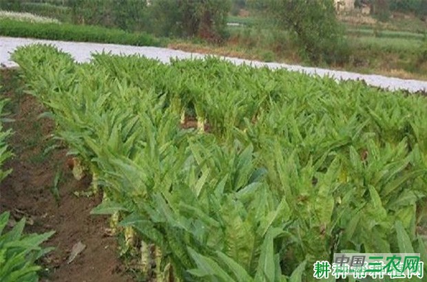 科兴6号莴笋品种好不好？