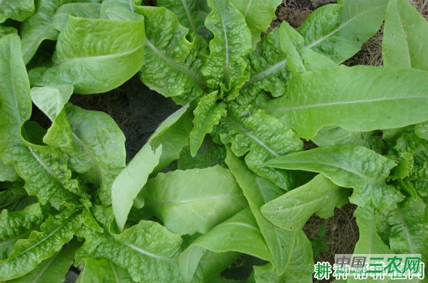 科兴5号莴笋品种好不好？