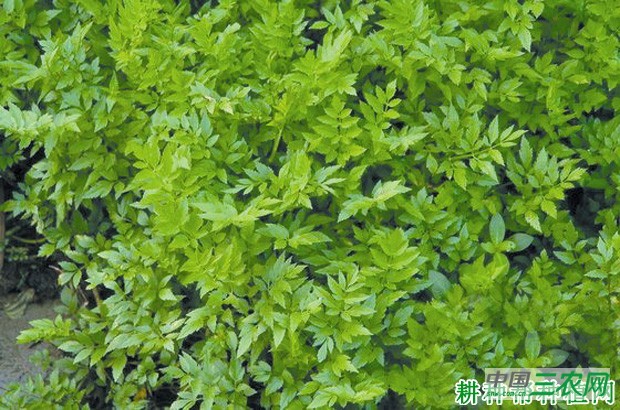 秋芹1号芹菜品种好不好？