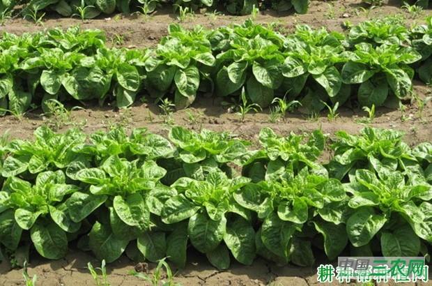 莴笋品种有哪些种类？