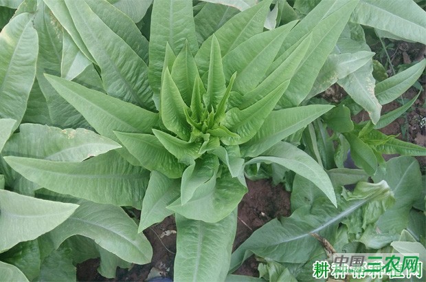 莴笋品种有哪些种类？