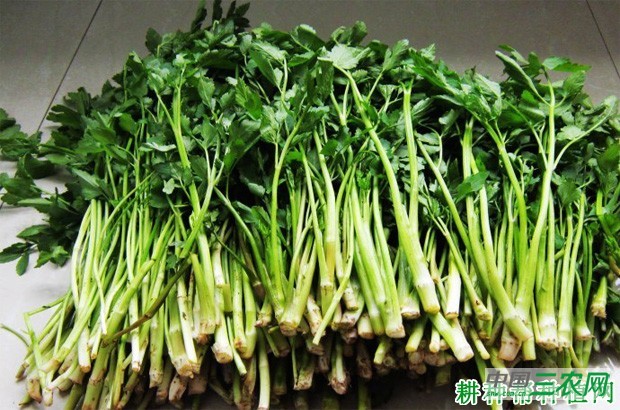 秋芹1号芹菜品种好不好？