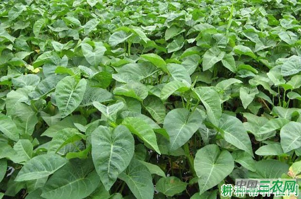 江西吉安大叶蕹菜好不好？