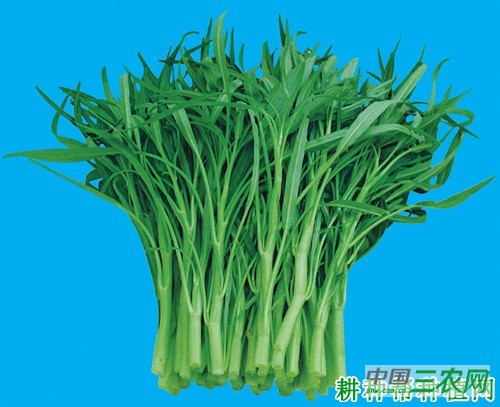 泰国柳叶空心菜好不好？