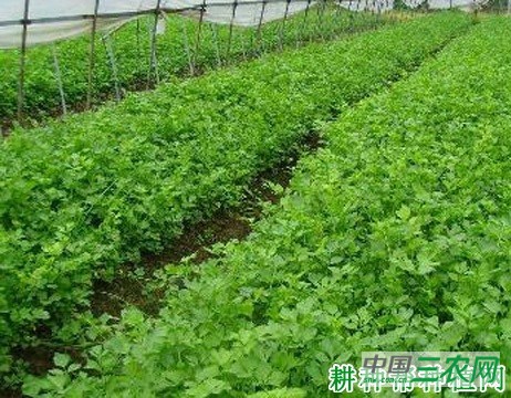 金于夏芹芹菜品种好不好？