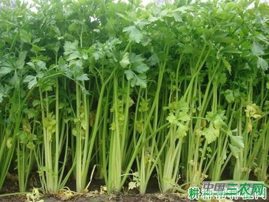 金于夏芹芹菜品种好不好？