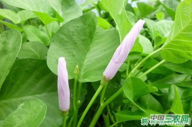 赣蕹1号空心菜品种好不好？