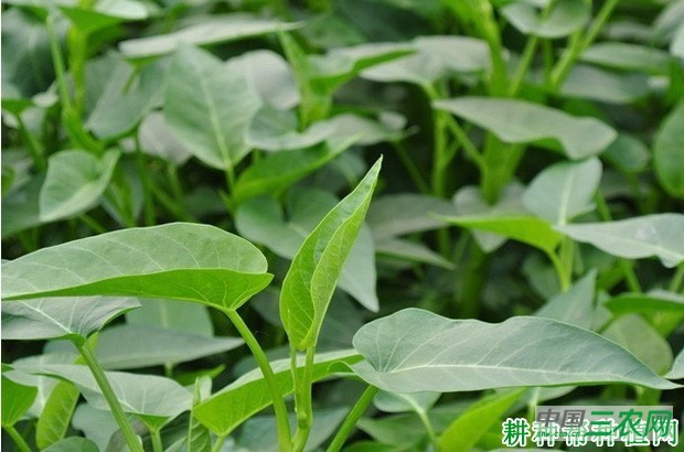 赣蕹1号空心菜品种好不好？