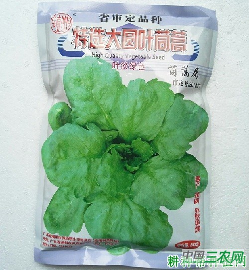 大圆叶茼蒿品种好不好？