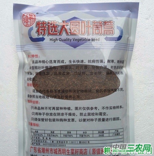 大圆叶茼蒿品种好不好？