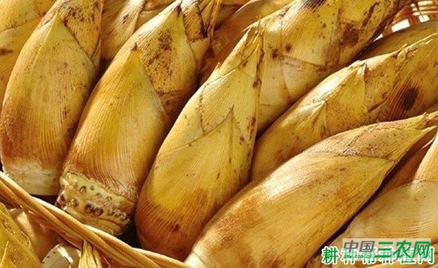 冬笋怎么样保鲜？