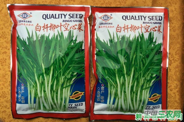 云霄柳叶白梗蕹菜品种好不好？