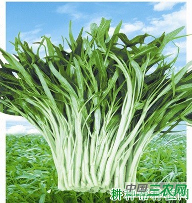 云霄柳叶白梗蕹菜品种好不好？