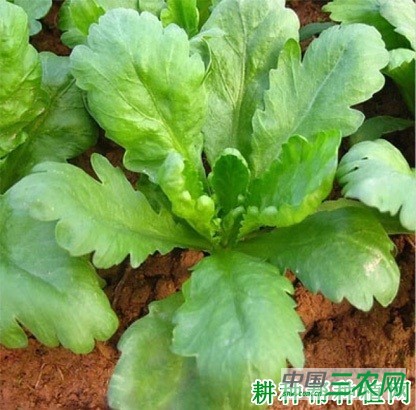 茼蒿有哪些种类？