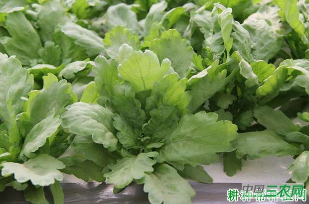 茼蒿有哪些种类？