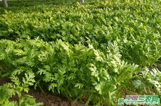 茼蒿有哪些种类？