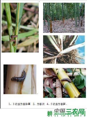 竹笋禾夜蛾如何防治？