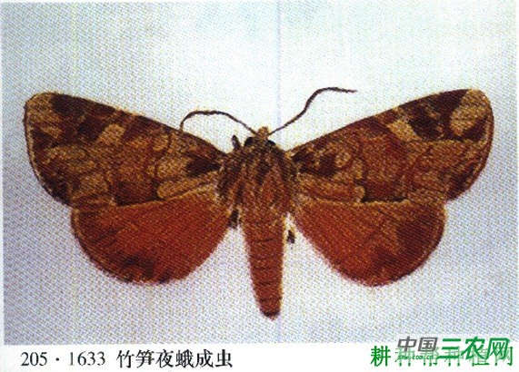 竹笋禾夜蛾如何防治？